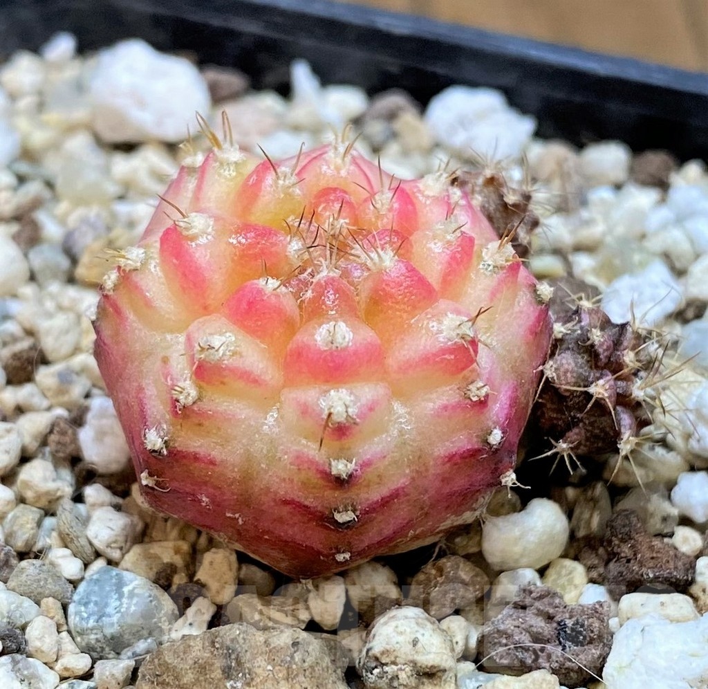 SH21488 Gymnocalycium mihanovichii ‘Neon’ Pink - Image 2