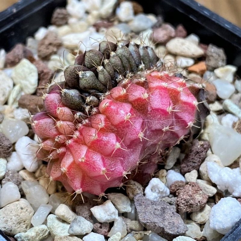 SH21489 Gymnocalycium mihanovichii variegata f. cristata