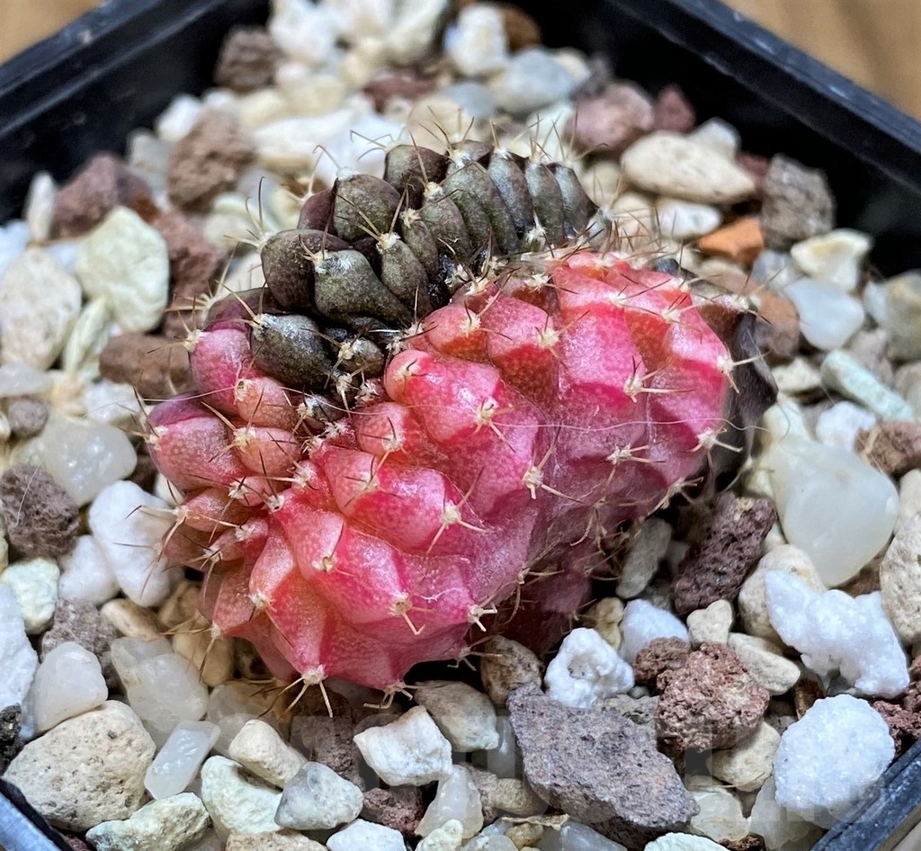 SH21489 Gymnocalycium mihanovichii variegata f. cristata