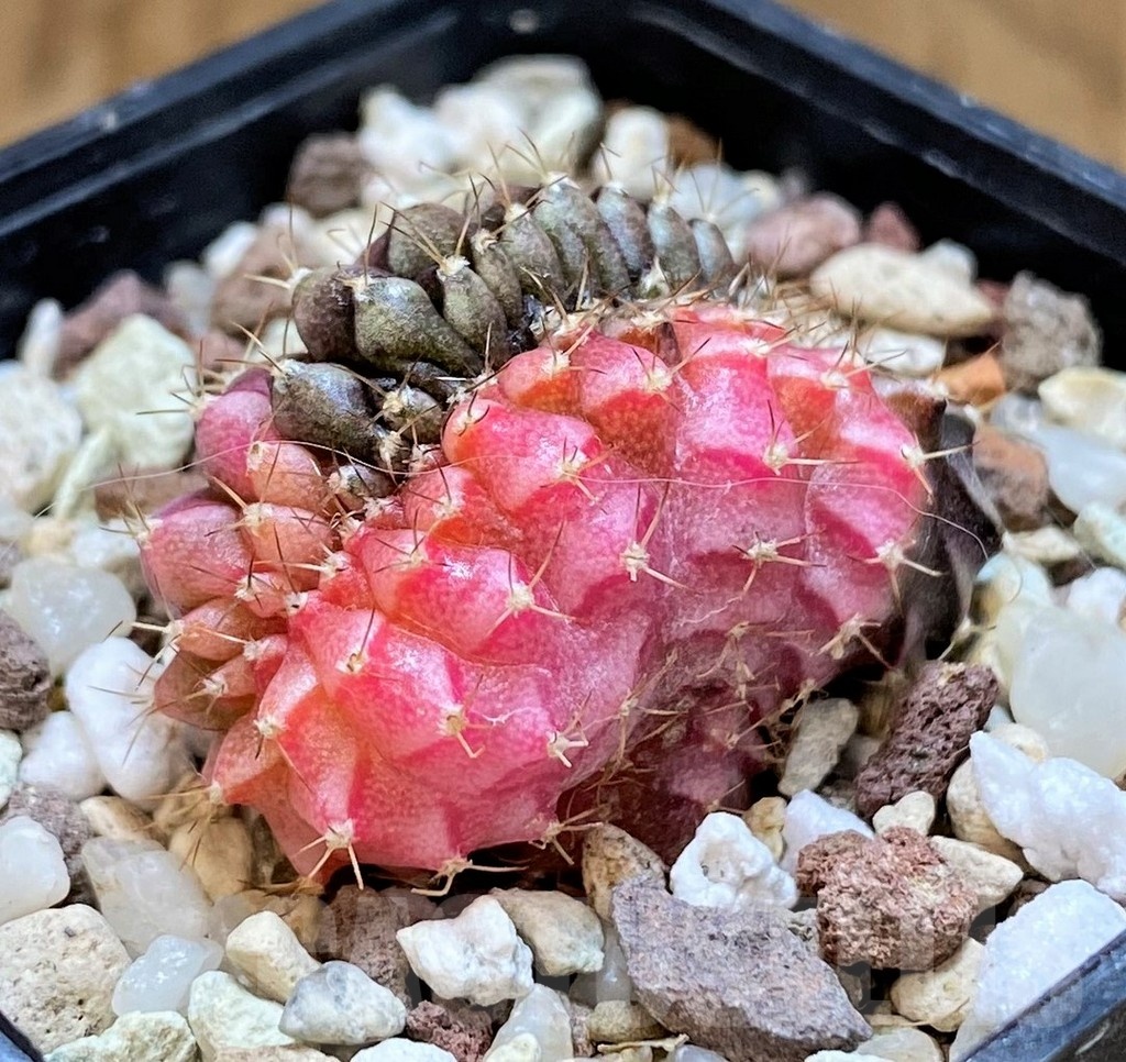 SH21489 Gymnocalycium mihanovichii variegata f. cristata - immagine 2