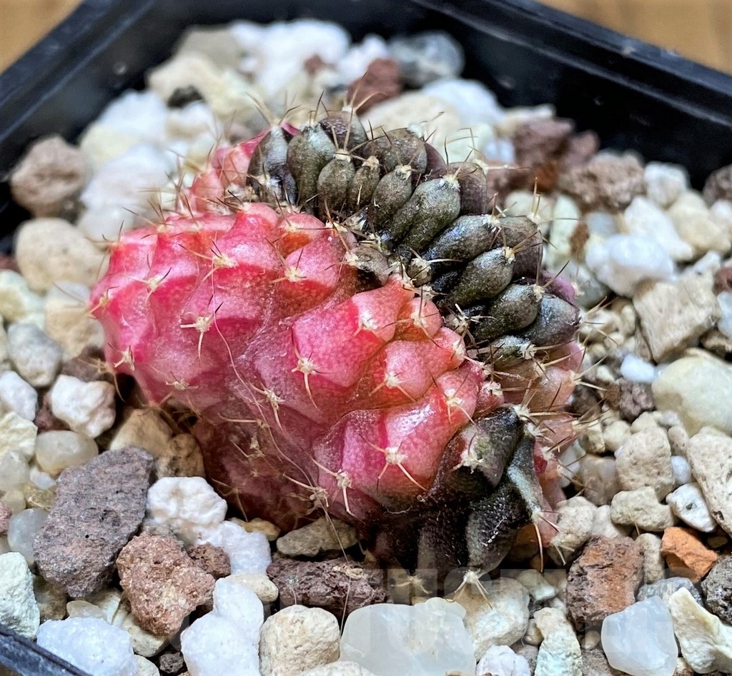 SH21489 Gymnocalycium mihanovichii variegata f. cristata - immagine 3