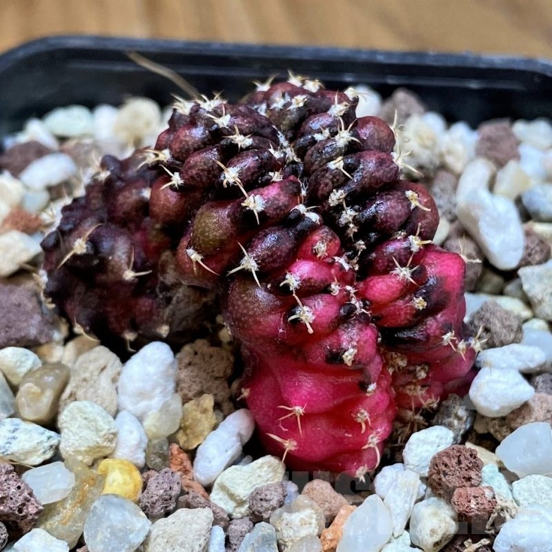 SH21490 Gymnocalycium mihanovichii variegata f. cristata