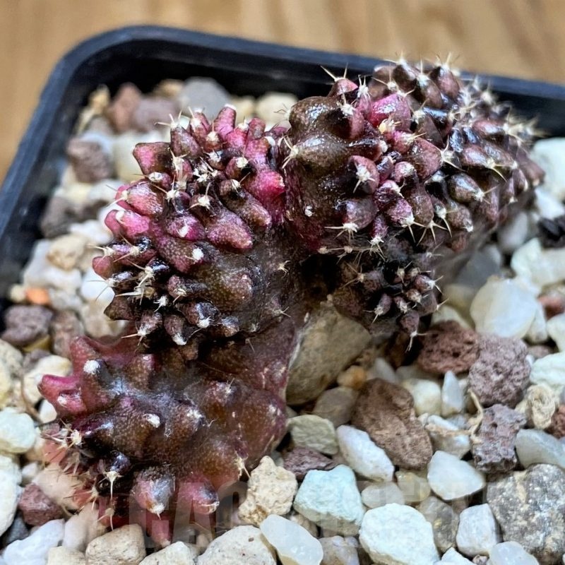 SH21491 Gymnocalycium mihanovichii variegata f. cristata