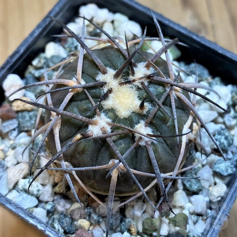 SH21493 Gymnocalycium spegazzinii PP2058