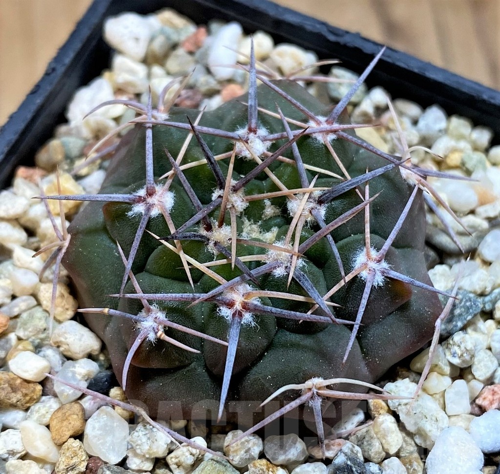 SH21496 Gymnocalycium mostii v. miradorense VG 463 - Imagen 2