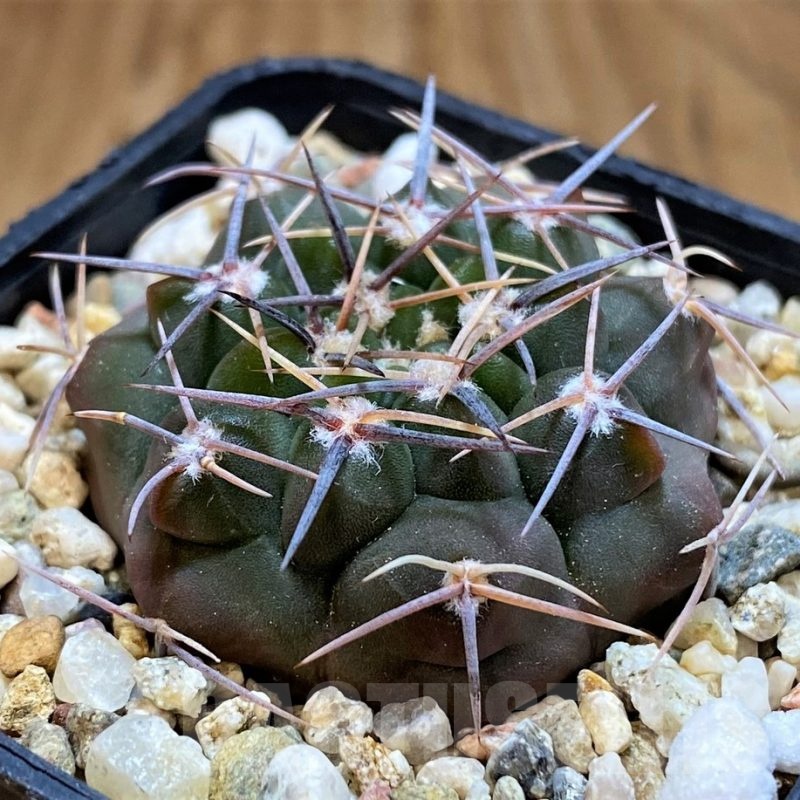 SH21496 Gymnocalycium mostii v. miradorense VG 463