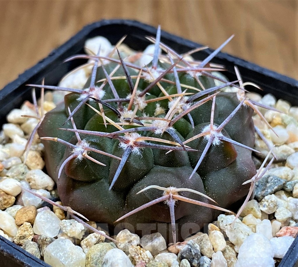 SH21496 Gymnocalycium mostii v. miradorense VG 463