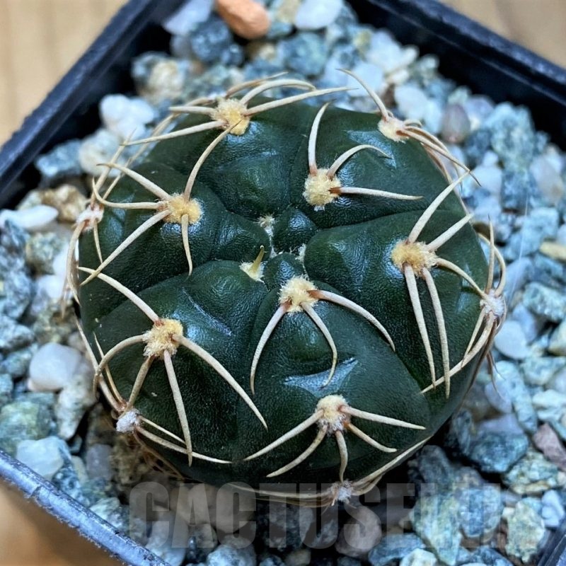 SH21497 Gymnocalycium uruguayense v. roseiflorum VG458