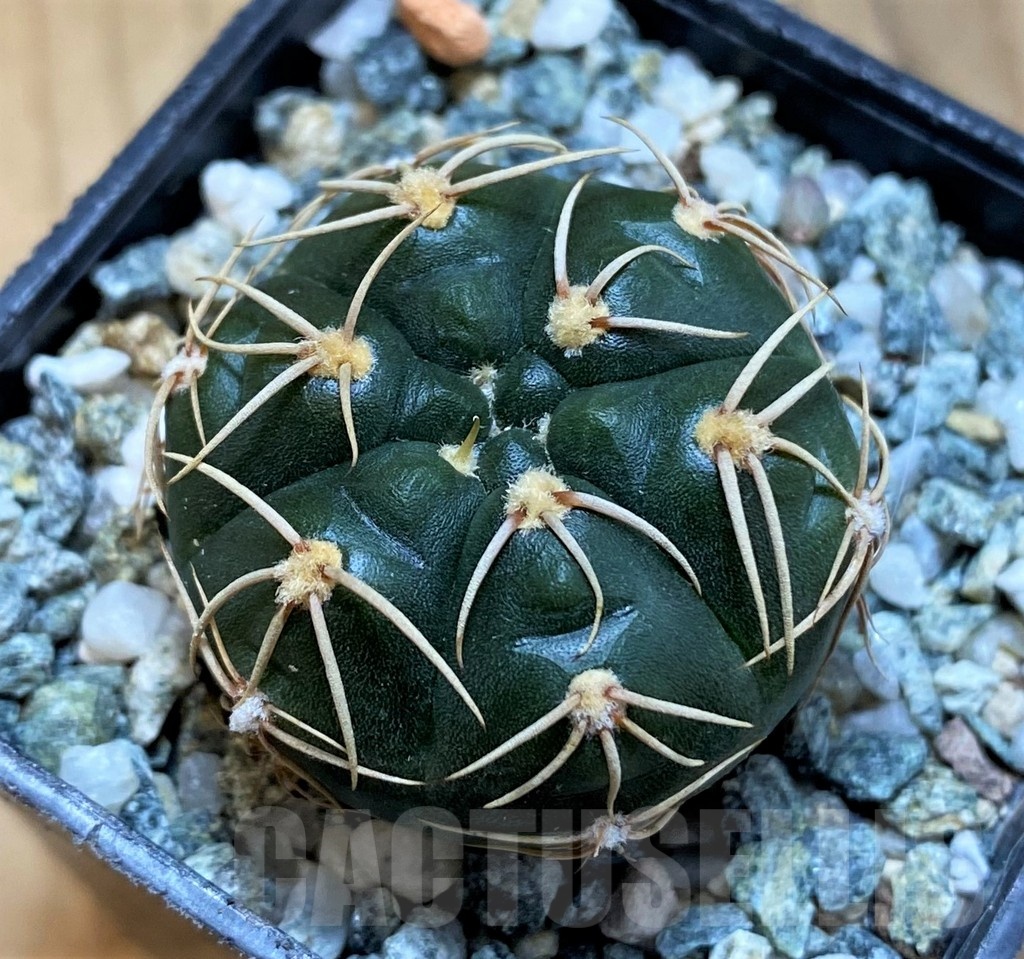 SH21497 Gymnocalycium uruguayense v. roseiflorum VG458