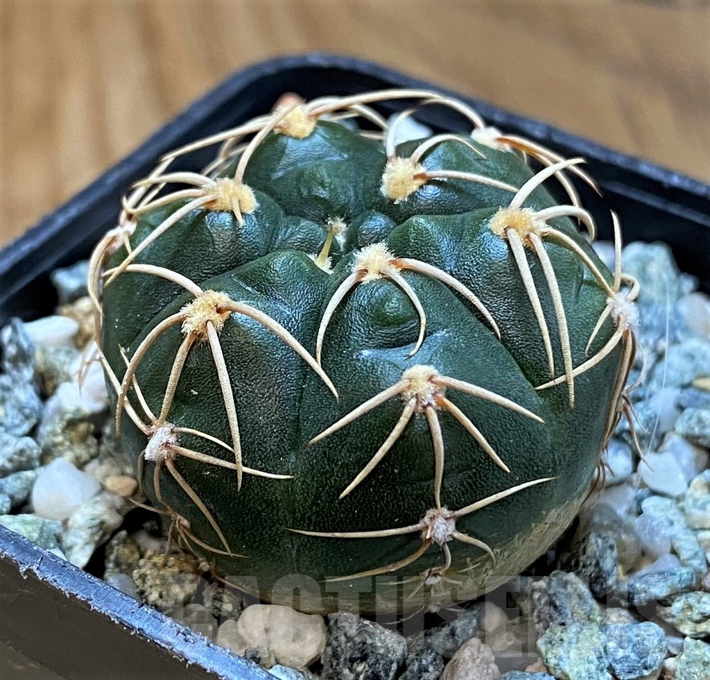 SH21497 Gymnocalycium uruguayense v. roseiflorum VG458 - Image 2