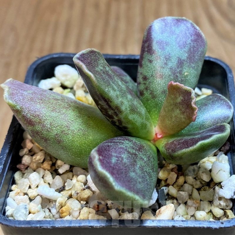 SH21479 Adromischus cooperi