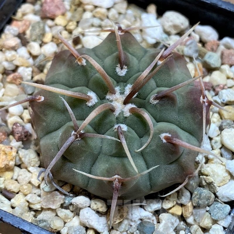 SH21499  Gymnocalycium vatteri -Long spines-