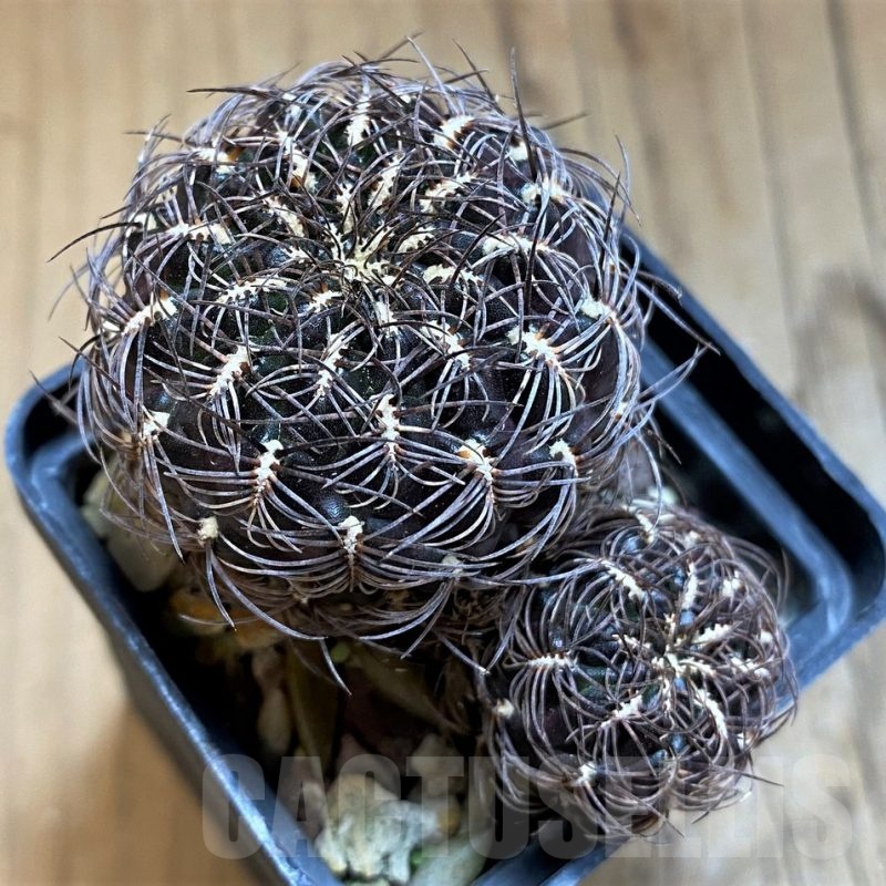 SH21503 Sulcorebutia sp.