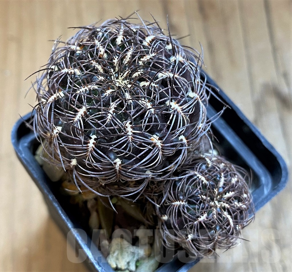 SH21503 Sulcorebutia sp.