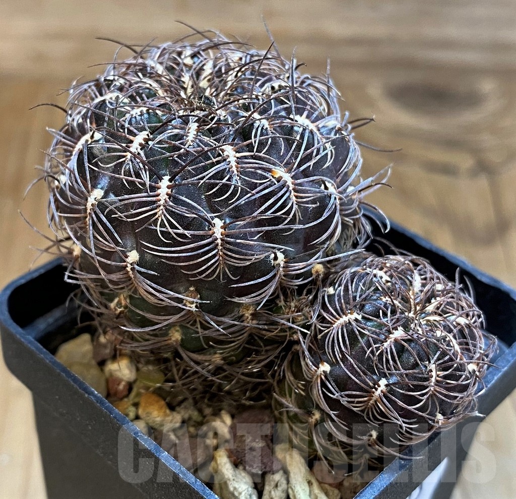 SH21503 Sulcorebutia sp. - Image 2