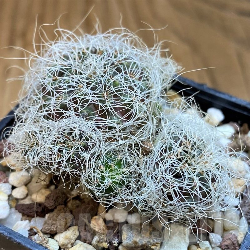 SH21505 Sulcorebutia gerosenilis