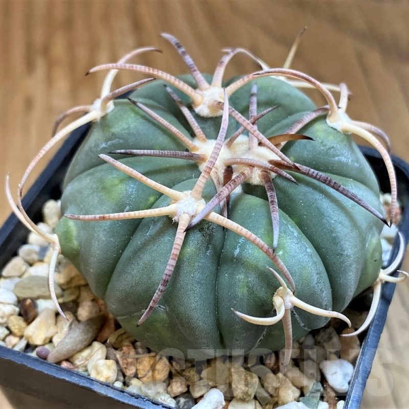 SH21508 Echinocactus horizonthalonius MR21