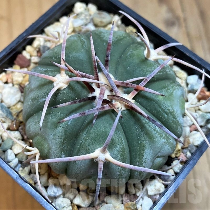 SH21509 Echinocactus horizonthalonius