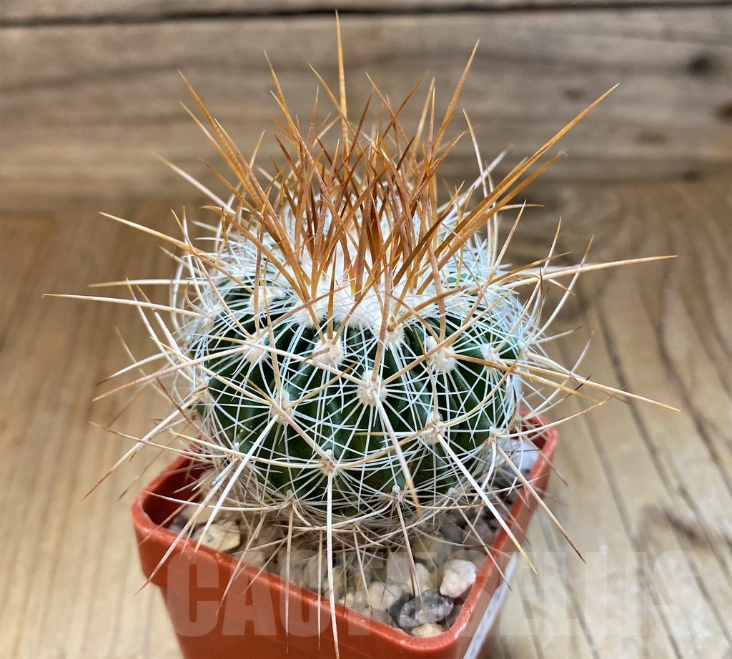 SH21510 Stenocactus vaupelianus