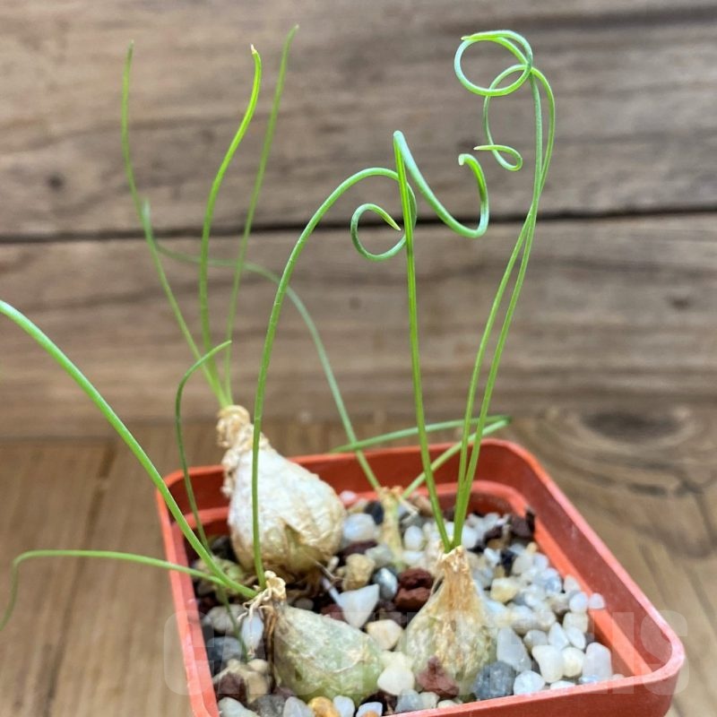 SH21572 Ornithogalum osmynellum