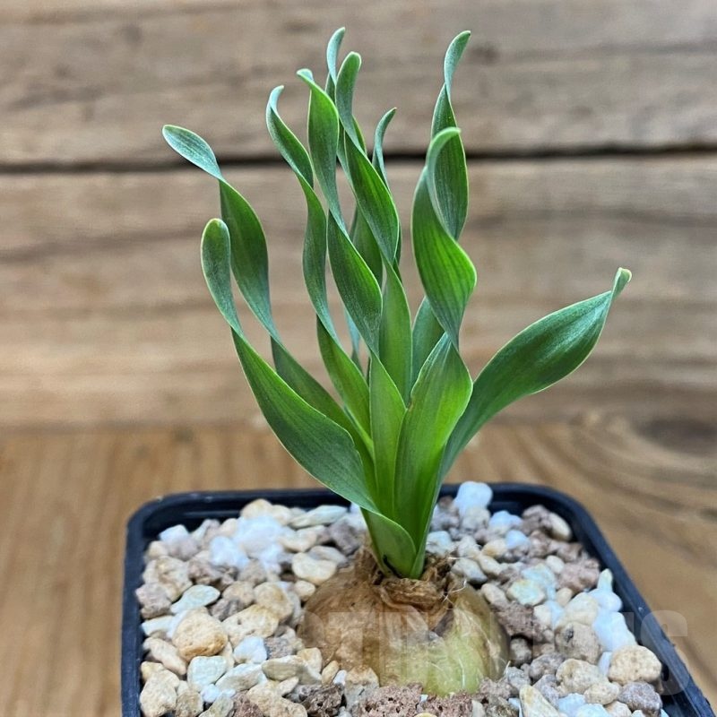 SH21573 Cyrtanthus spiralis