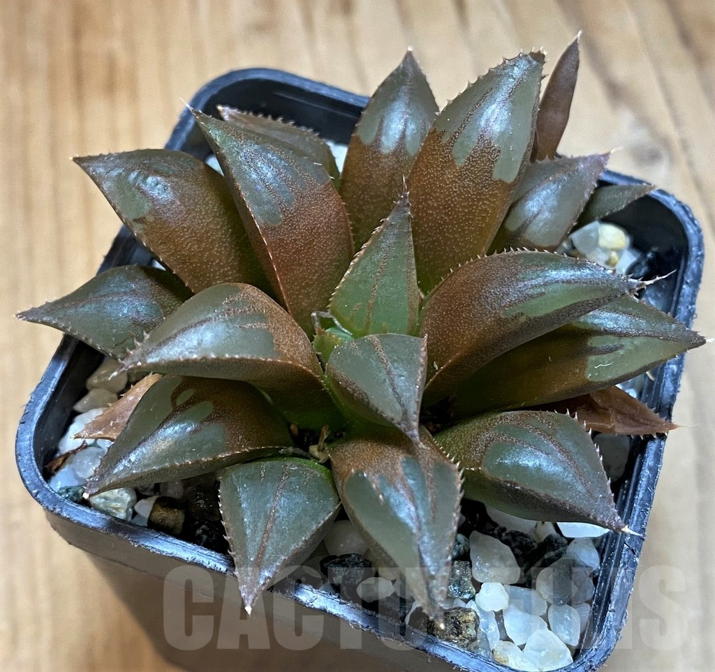 SH21544 Haworthia mirabilis mundula - Image 2