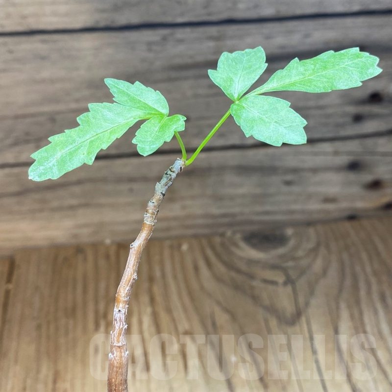 SH21576 Bursera fagaroides
