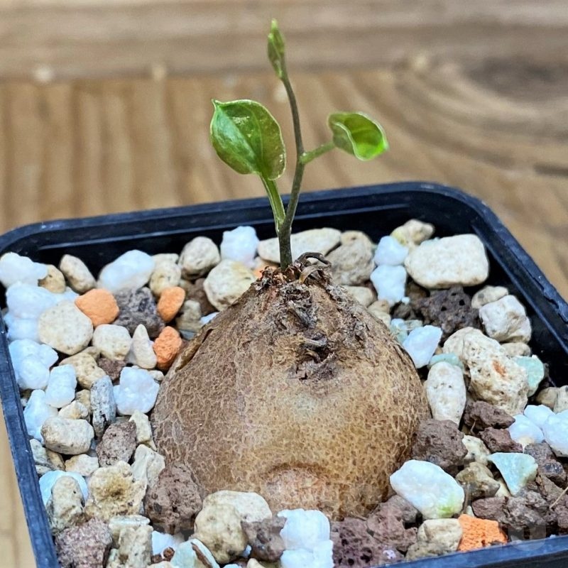 SH21577 Dioscorea elephantipes