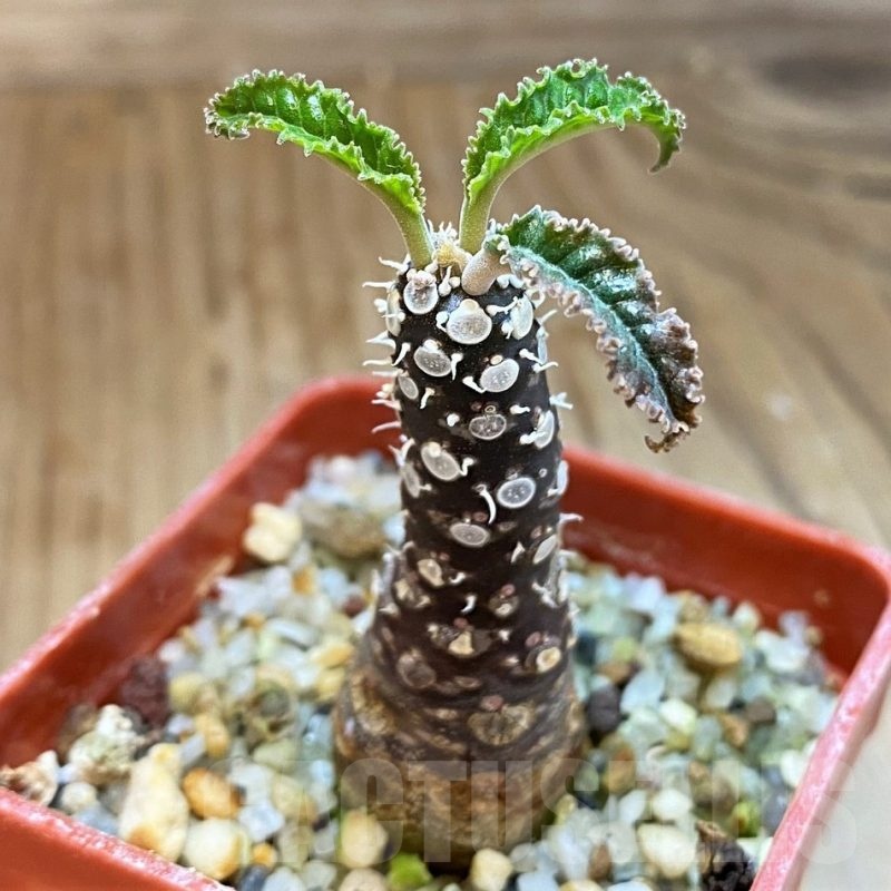 SH21578 Dorstenia foetida hybrid