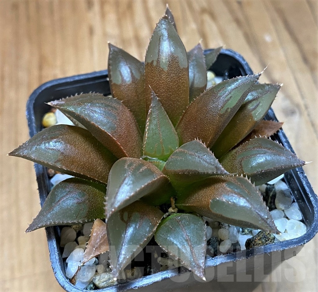 SH21544 Haworthia mirabilis mundula