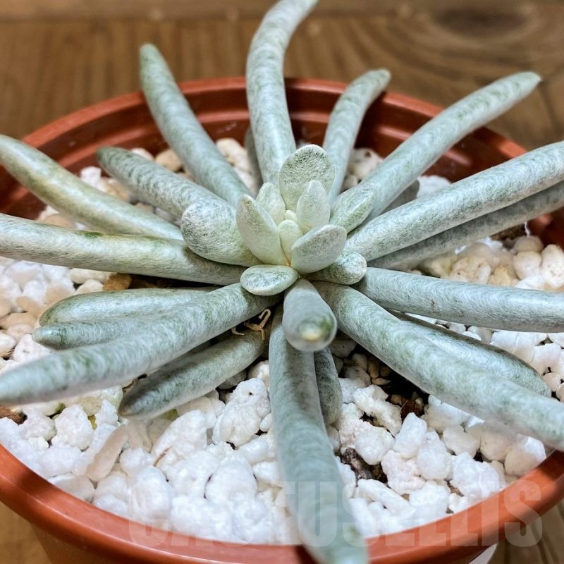 SH21579 Senecio scaposus