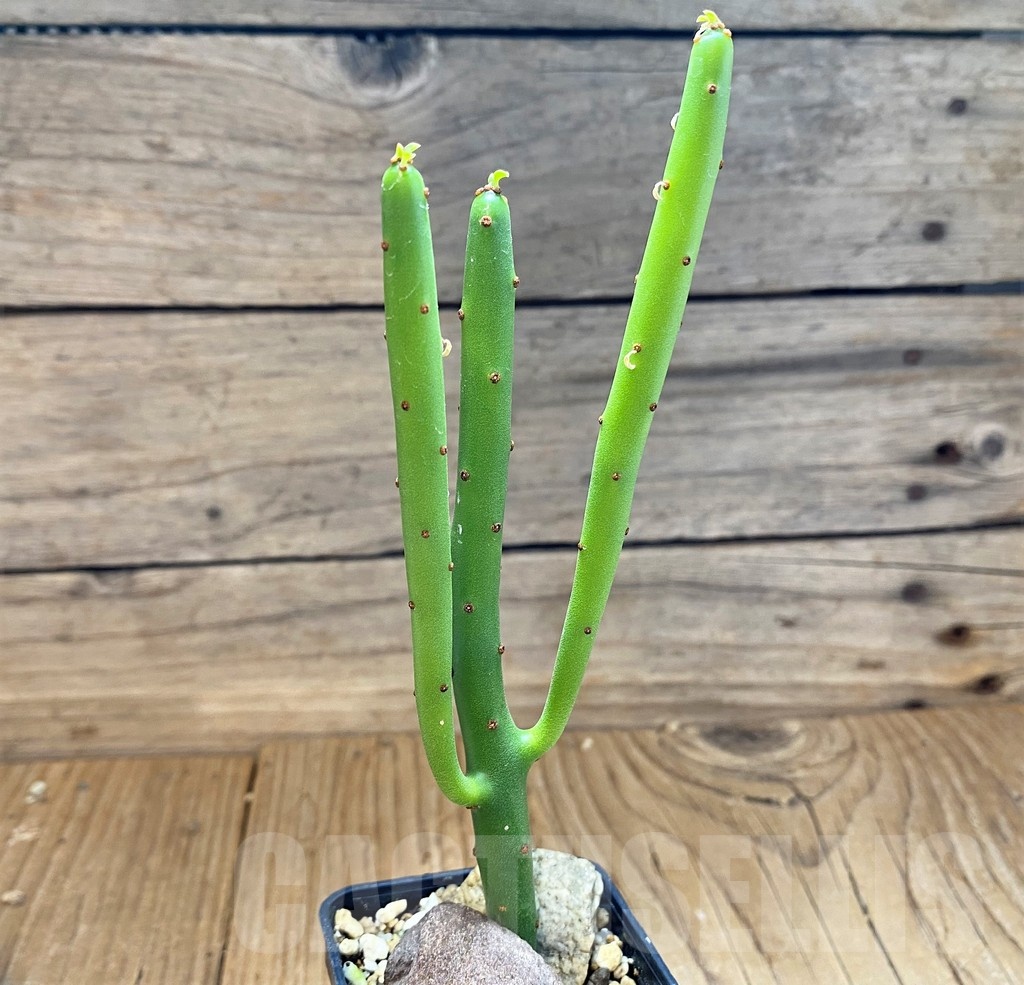 SH21580 Euphorbia leucodendron