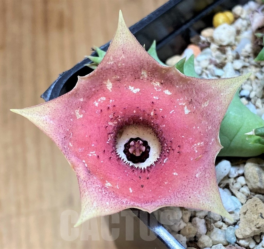 SH21581 Huernia hybrid 'Pink Eye'