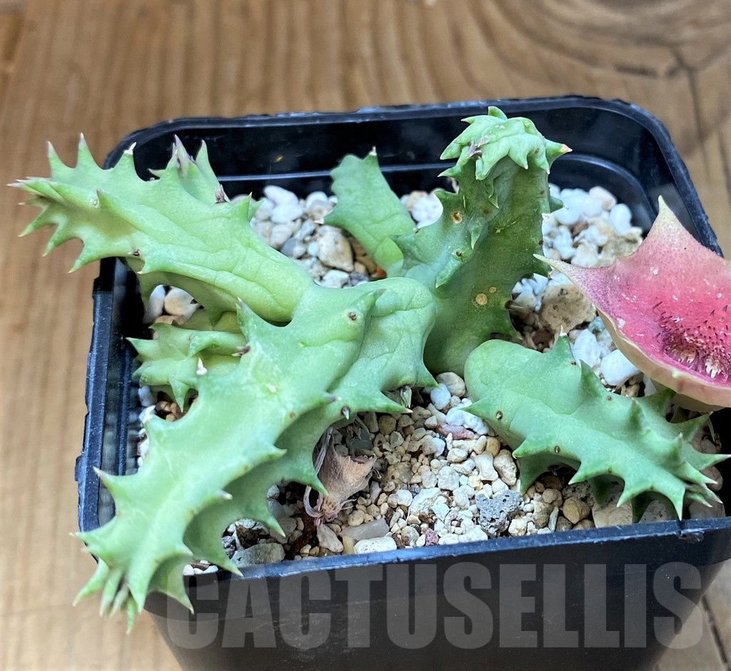 SH21581 Huernia hybrid 'Pink Eye' - Image 3