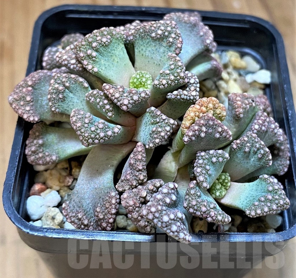 SH21582 Titanopsis aff. calcarea - Image 2