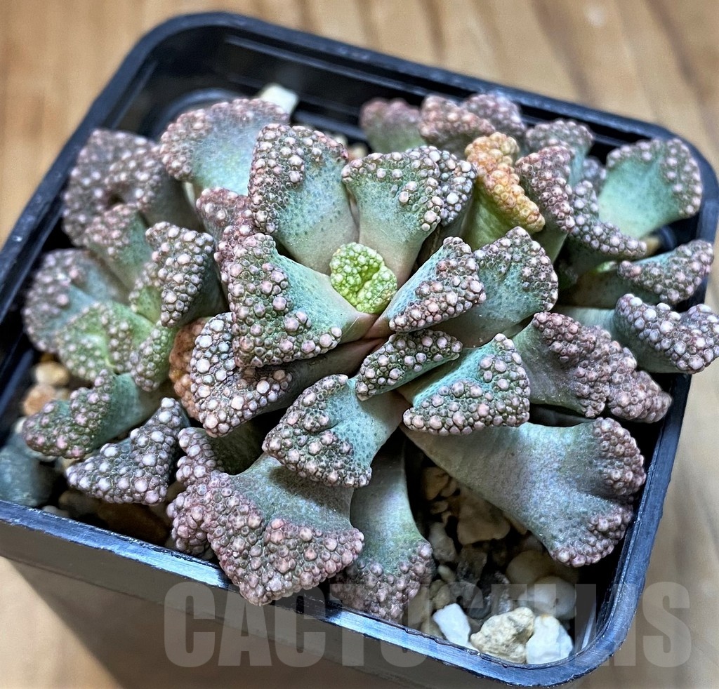 SH21582 Titanopsis aff. calcarea