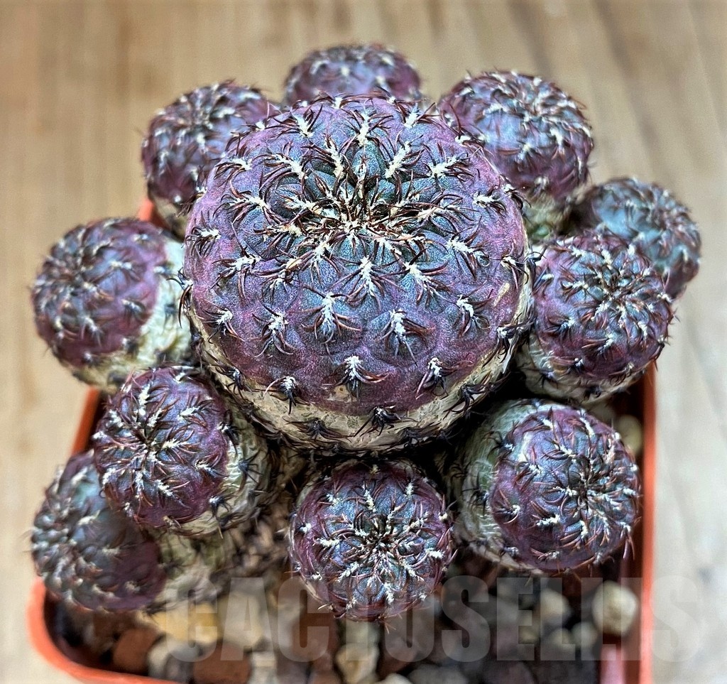 SH21584 Sulcorebutia rauschii, grafted