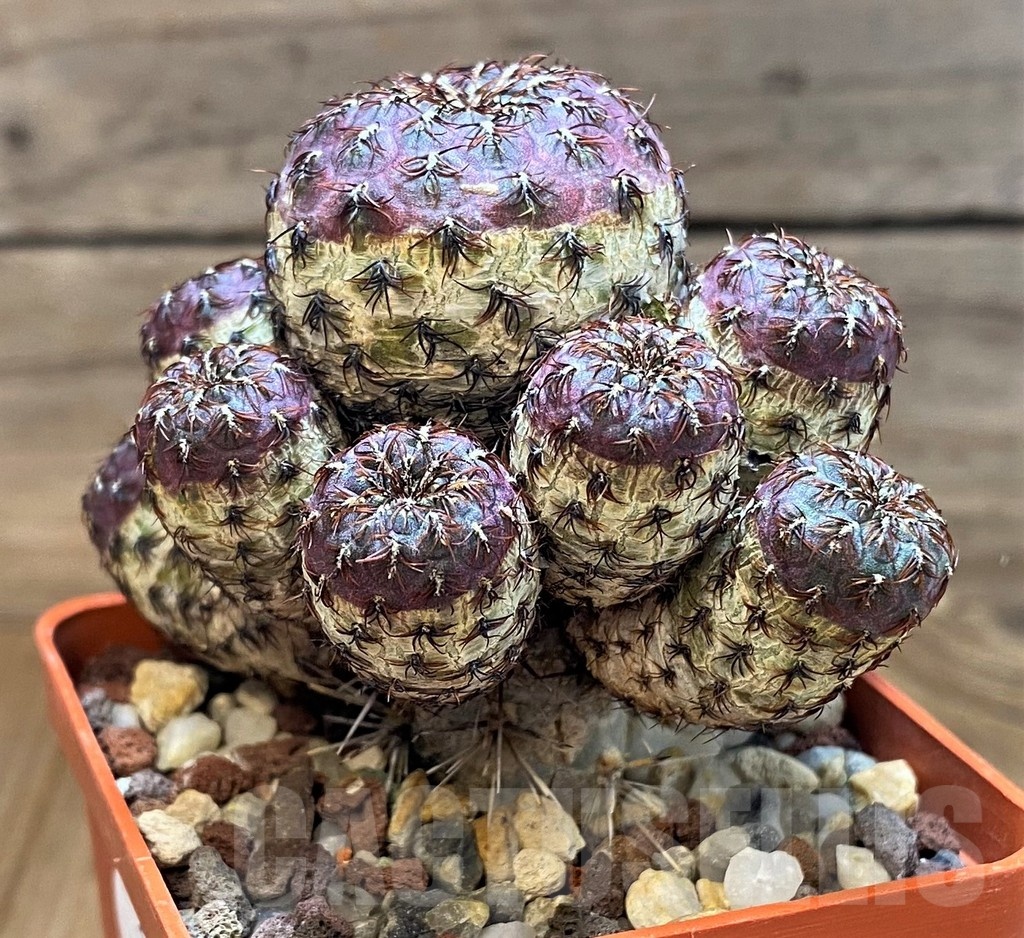 SH21584 Sulcorebutia rauschii, grafted - Imagen 3