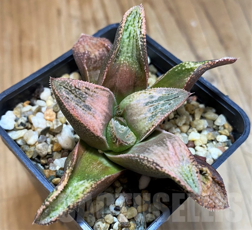 SH21545 Haworthia splendens hybrid - 画像 (2)