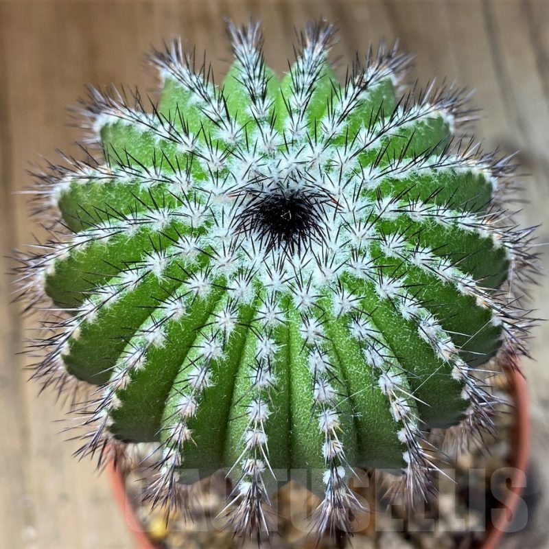 SH21586 Uebelmannia pectinifera, grafted