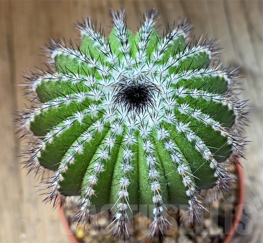 SH21586 Uebelmannia pectinifera, grafted