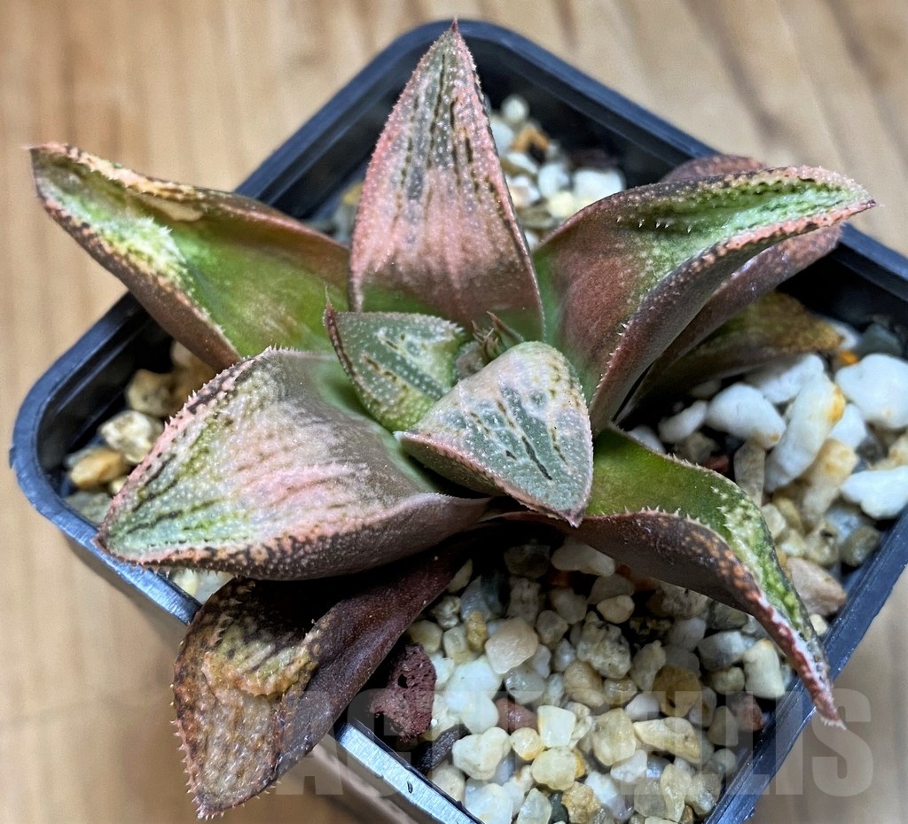 SH21545 Haworthia splendens hybrid