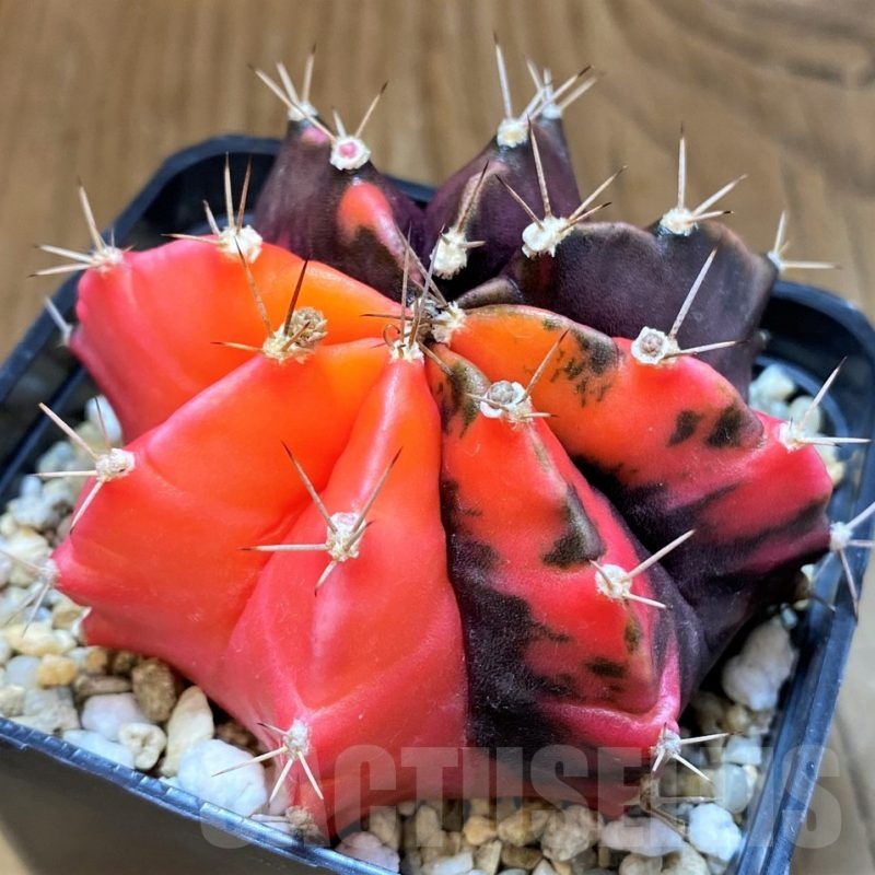 SH21588 Gymnocalycium mihanovichii f. variegata, seedling