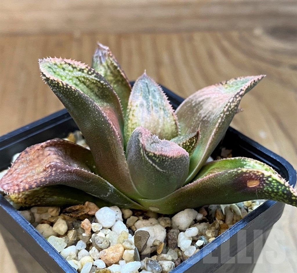 SH21545 Haworthia splendens hybrid - 画像 (3)