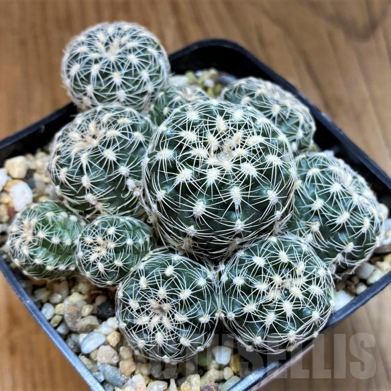 SH21592 Gymnocalycium bruchii v. albispinum