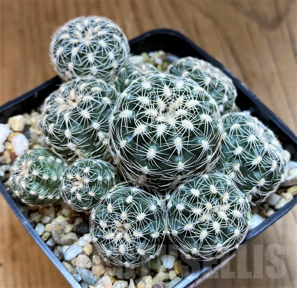 SH21592 Gymnocalycium bruchii v. albispinum
