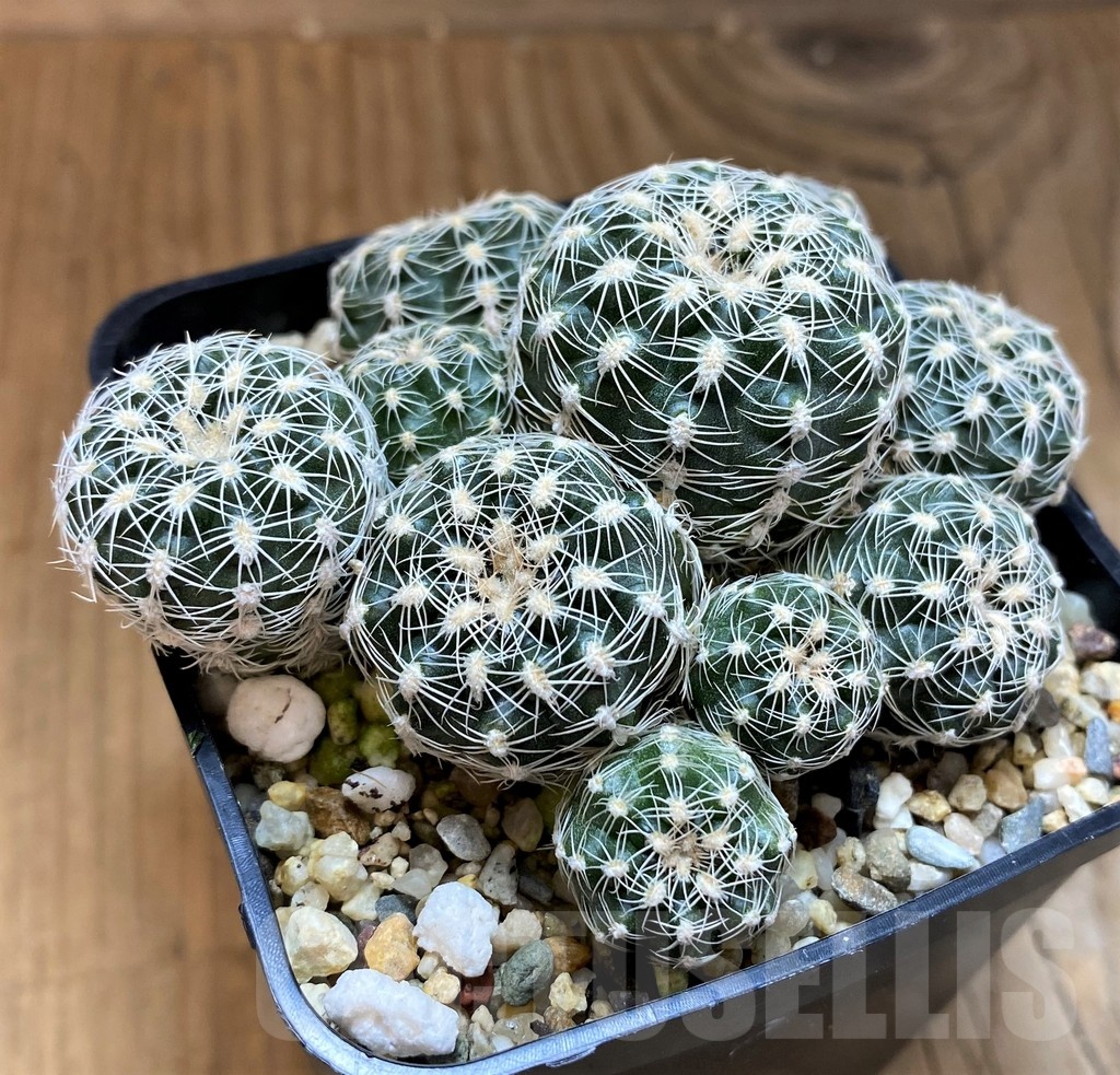 SH21592 Gymnocalycium bruchii v. albispinum - Image 2