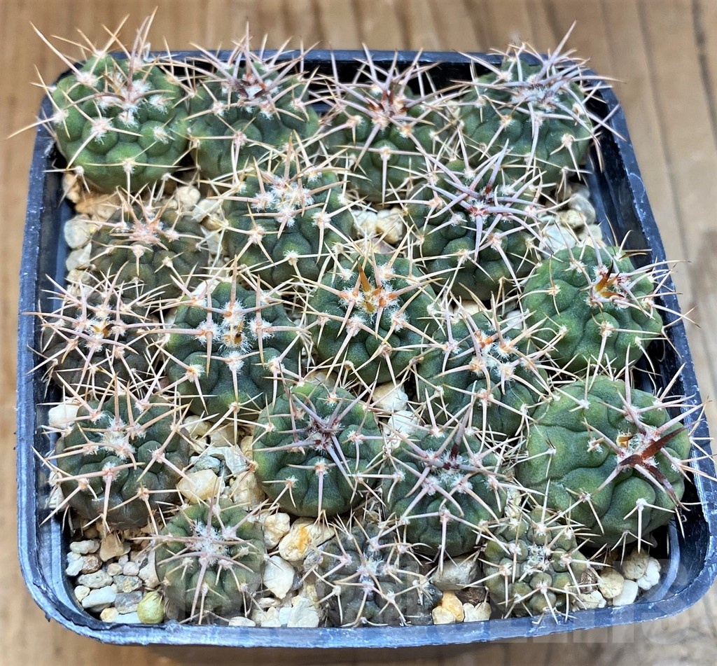 SH21593 Gymnocalycium vatteri select, seedling - Image 2