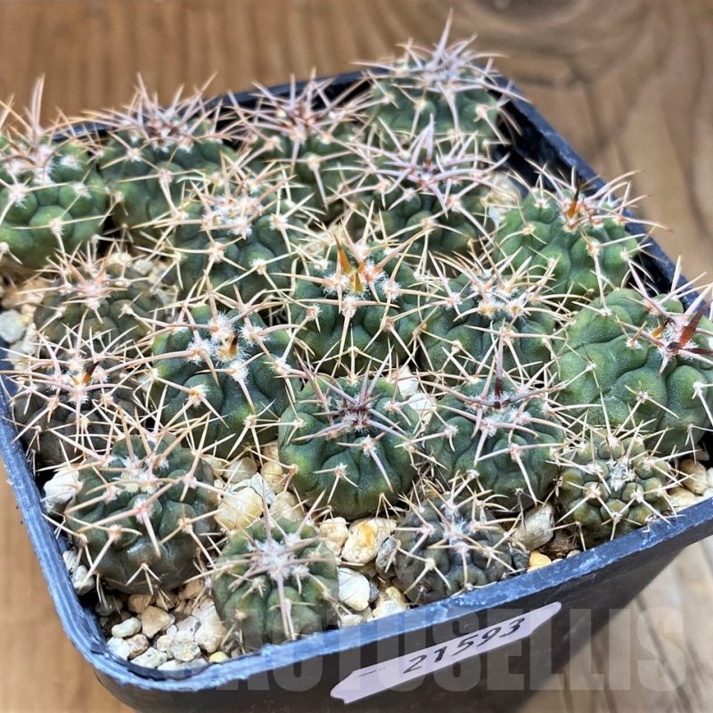 SH21593 Gymnocalycium vatteri select, seedling