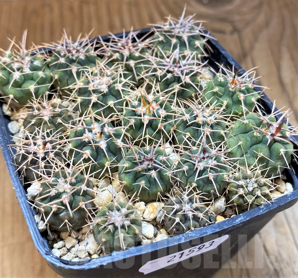 SH21593 Gymnocalycium vatteri select, seedling